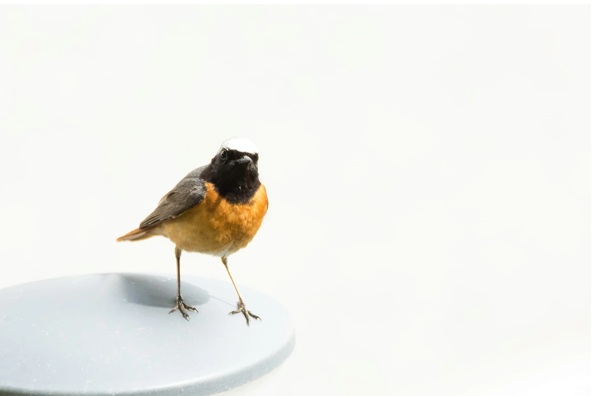 a small bird perched on top of a white plate