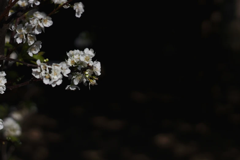 white flowers are blooming on a nch in the night