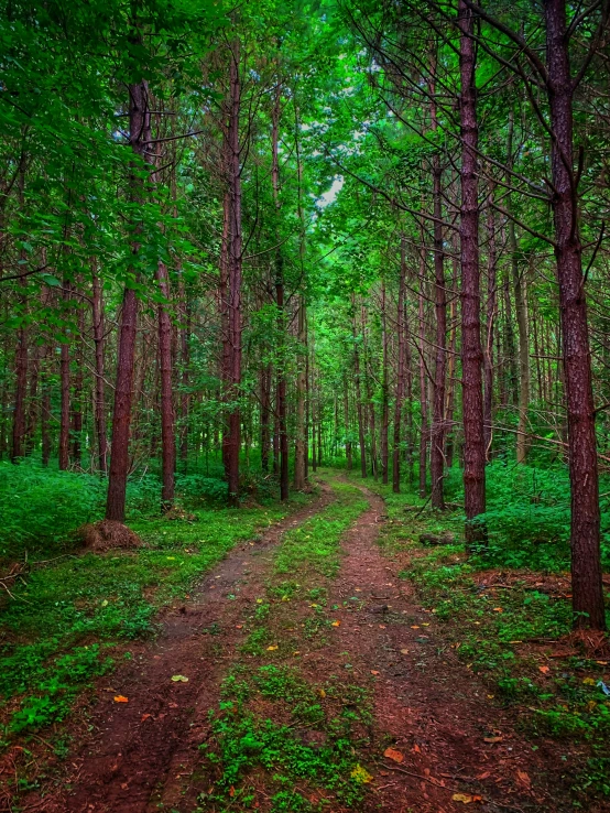 there is an image of trees that are in the forest