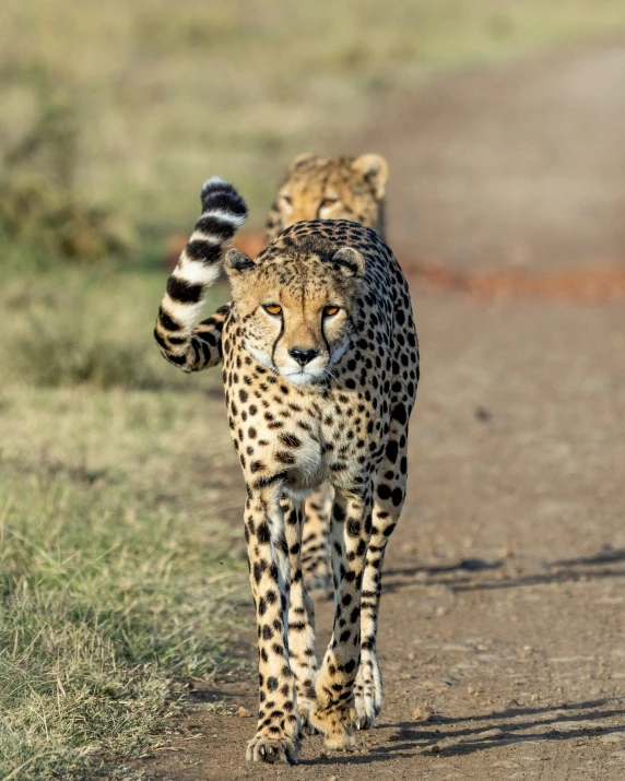 the cheetah is walking down the dirt road