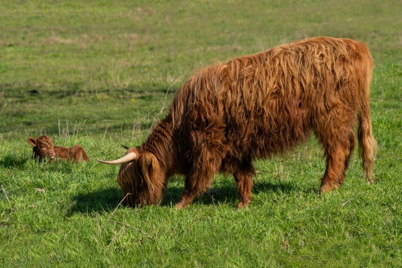 a long haired cow and her calf stand in a green pasture