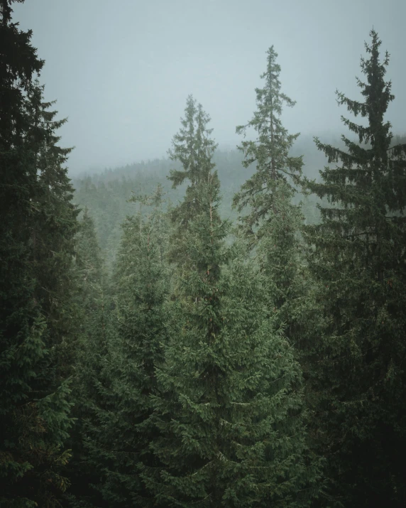 the woods and trees have very heavy fog