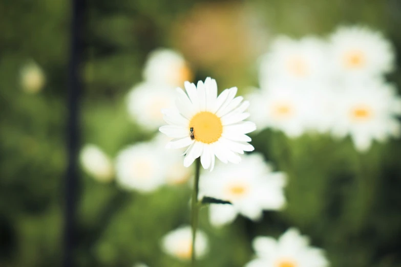 a group of white flowers that are sitting in the grass