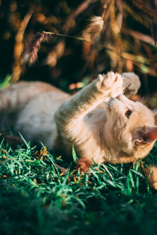 a cat is playing in the grass while another kitten sits on its back