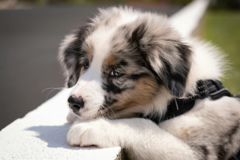 a cute puppy resting his head on a wall