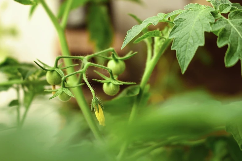 small green vegetables growing in a planter with a green stalk