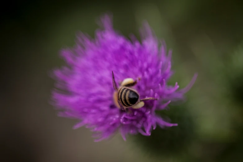 a bee sitting on top of a purple flower