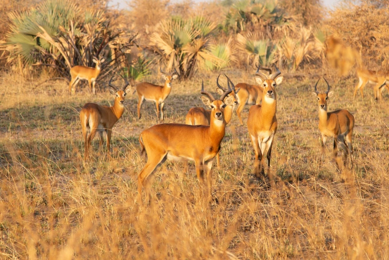 many animals that are standing in the grass