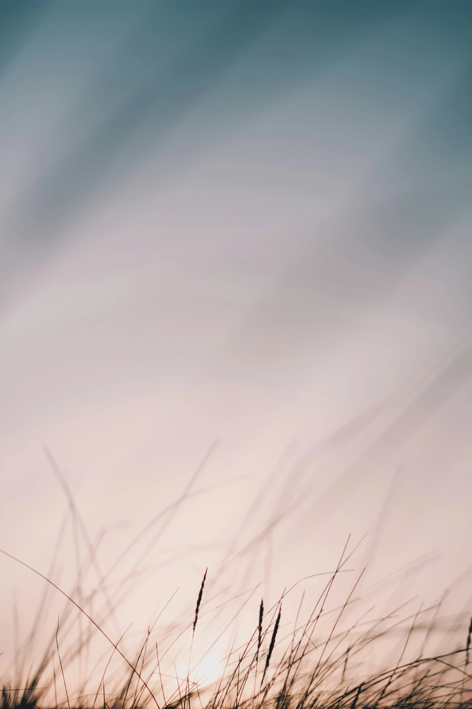 a po of tall grass blowing in the breeze