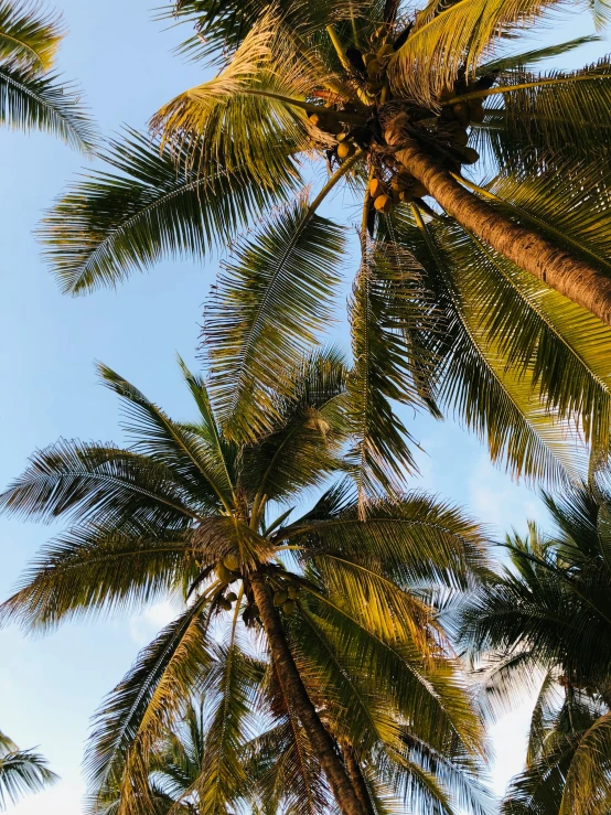 the top view of a group of coconut trees