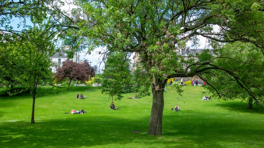 many people relaxing in a green park under trees