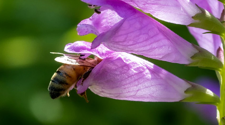 a bee with yellow wings is about to land on a purple flower