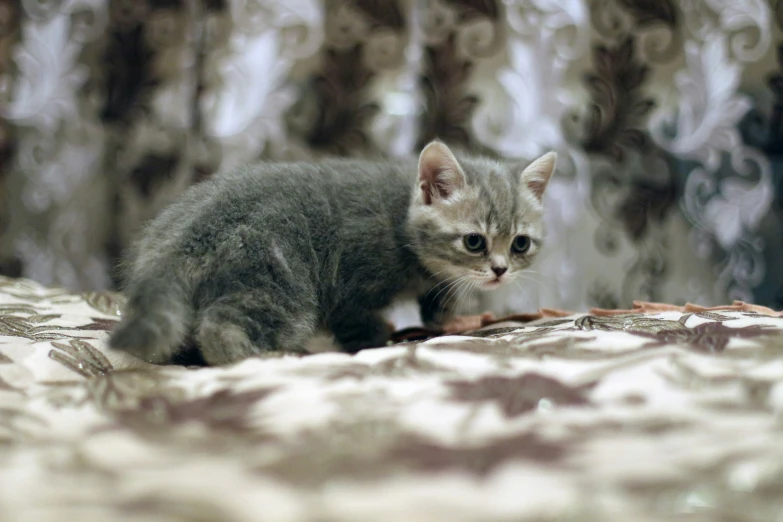 a kitten sitting on a bed in a room