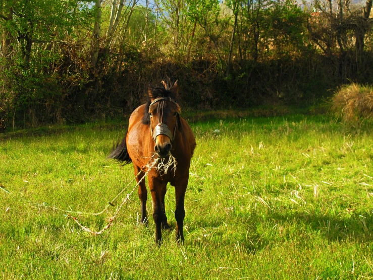 a brown horse in grassy field with trees in background