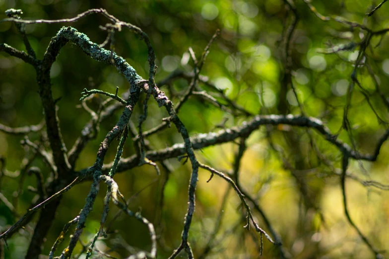 a close up of nches in the woods