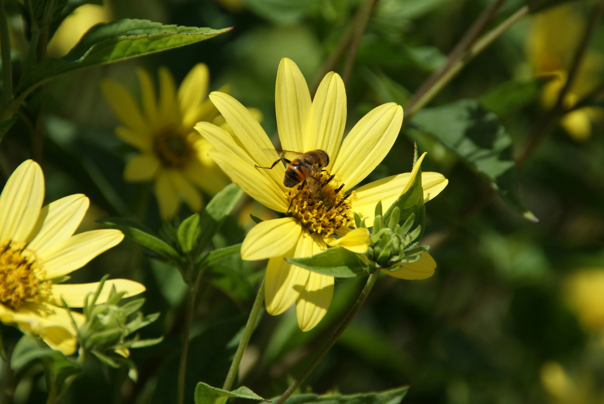 a bee on top of a yellow flower with green leaves