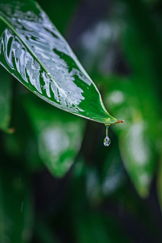 a rain drop hanging from a green leaf