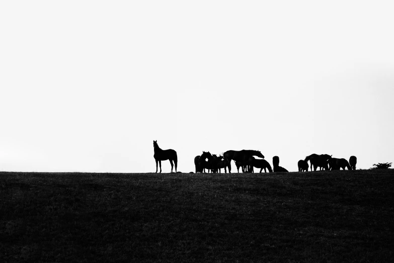 a herd of giraffes are standing in the grass