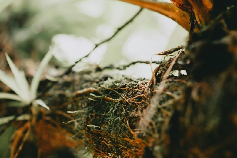 a plant covered in moss in the sunlight