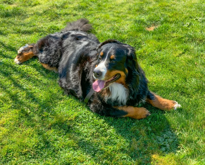 a dog laying on the grass outside in the sun