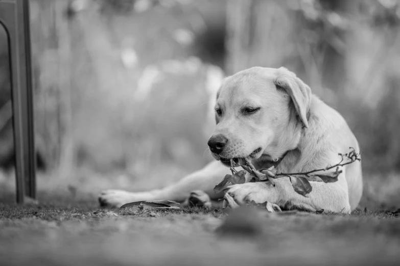 a white dog laying on top of a field