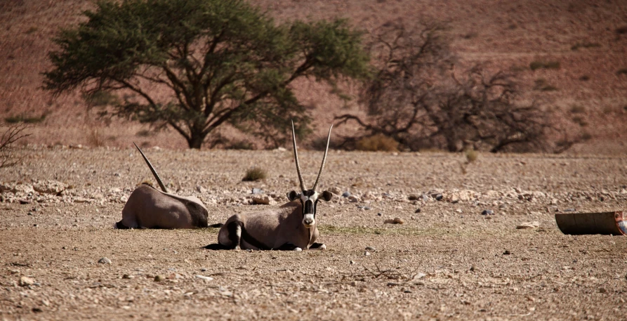 two antelope relaxing in a barren, rocky terrain