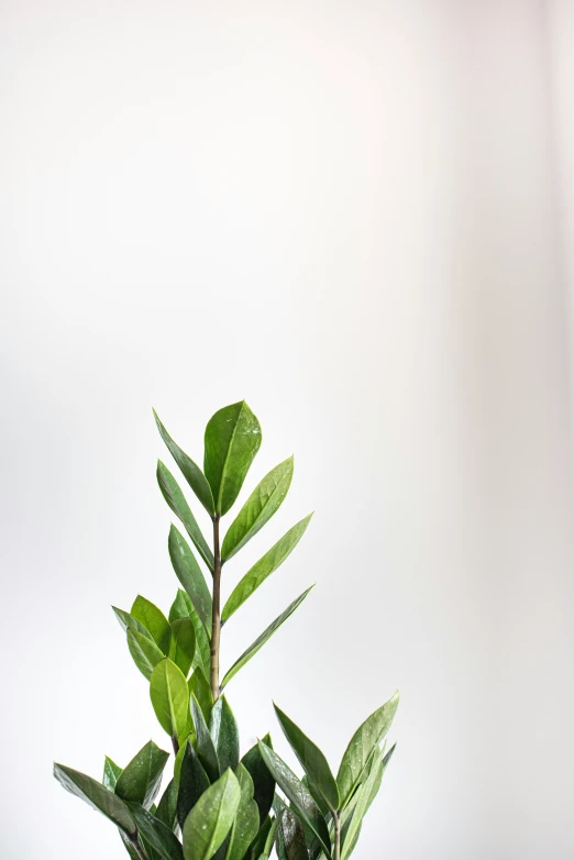 a leafy plant with a white background