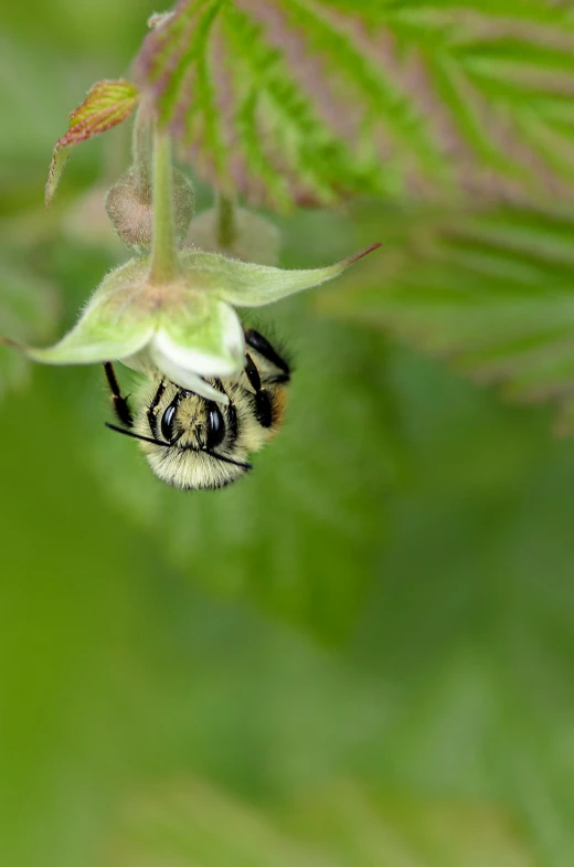 the small black and yellow bee is perched on a green plant