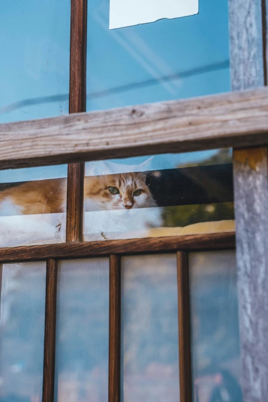 a large black cat standing behind a window