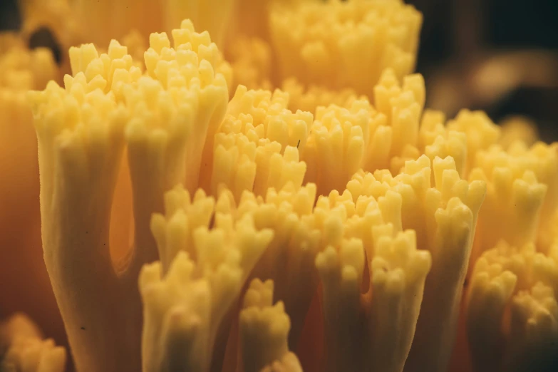 close up of the center of a flower