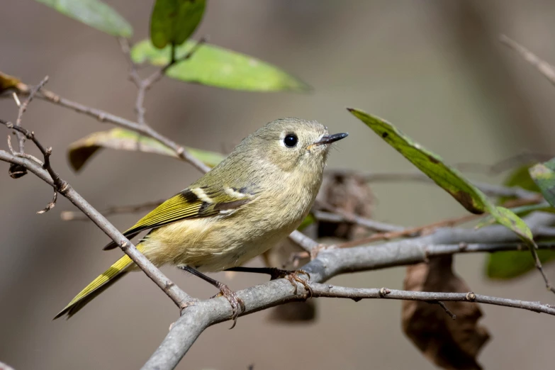 yellow - colored bird on nch with green leaves and brownish background