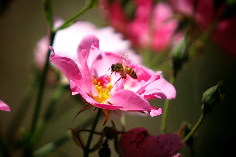 a bee is on top of a pink flower