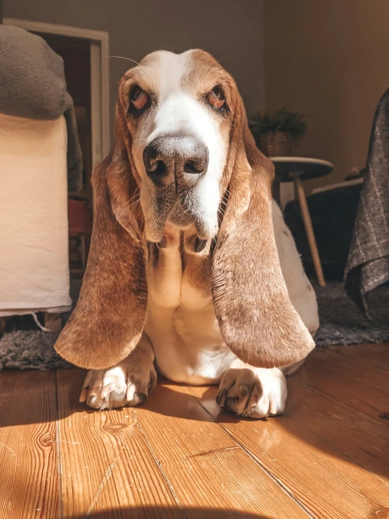 a basset hound looks up while standing on the floor