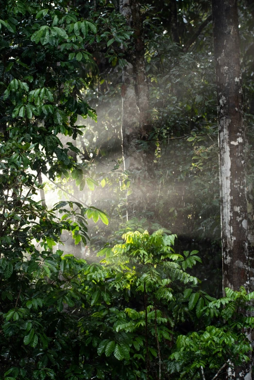 the sun shining through the trees and sunlight rays