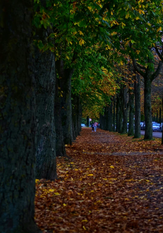 a street with trees lined by leaves and parked cars