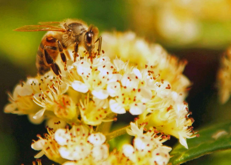 a bee is eating nectar on a tiny flower