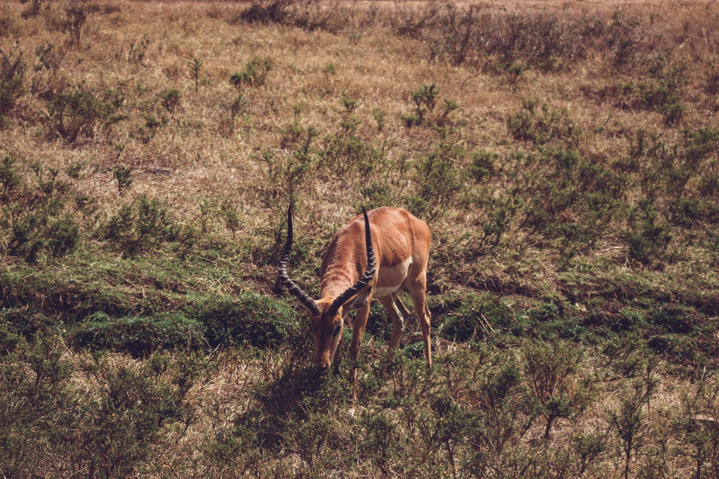 a gazelle grazing on some plants in the wilderness