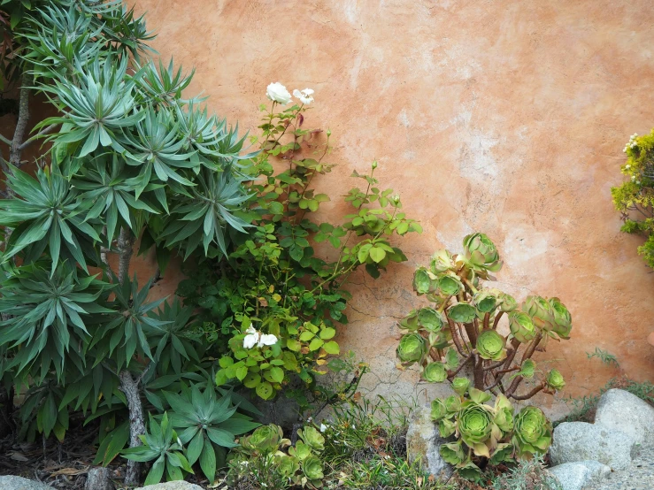 several different types of trees that are beside a wall