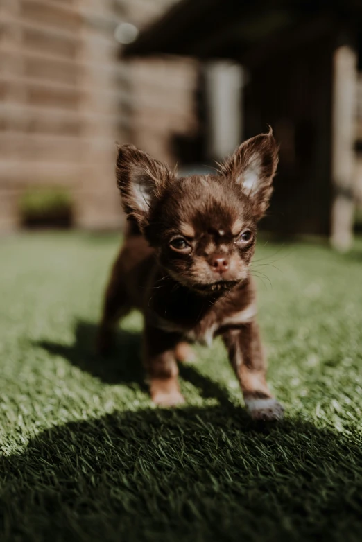 small chihuahua pup running on grass towards the camera