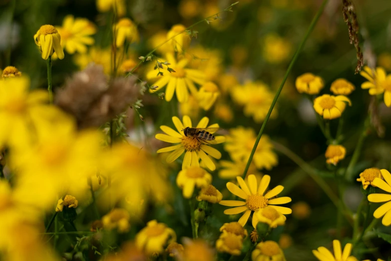 yellow flowers with bees in them in the grass