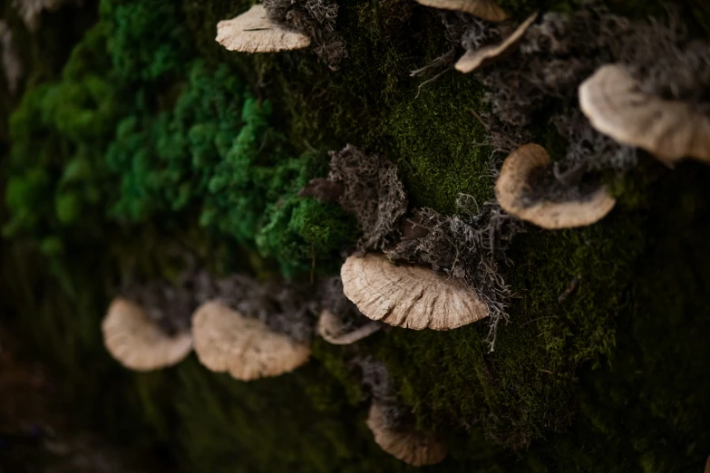 mushrooms and moss growing on a wall