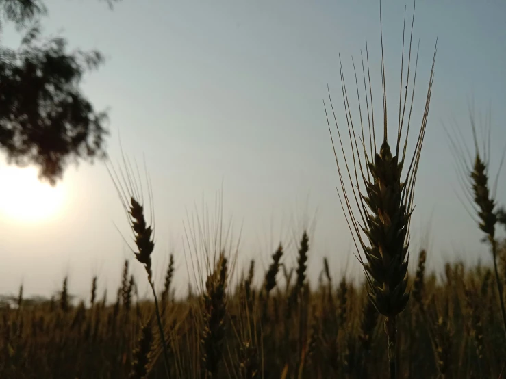 a field of ripened corn with the sun setting in the distance