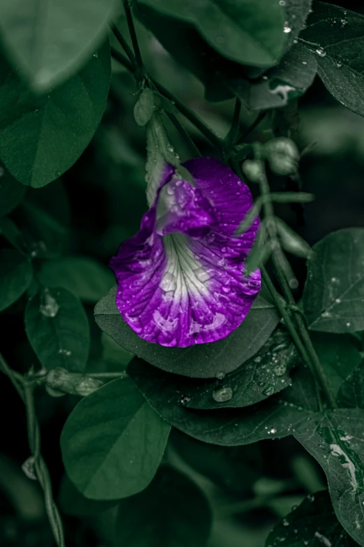 a flower in a green bush with water droplets