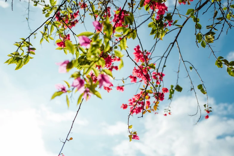 a pink flower is in the nches against the blue sky