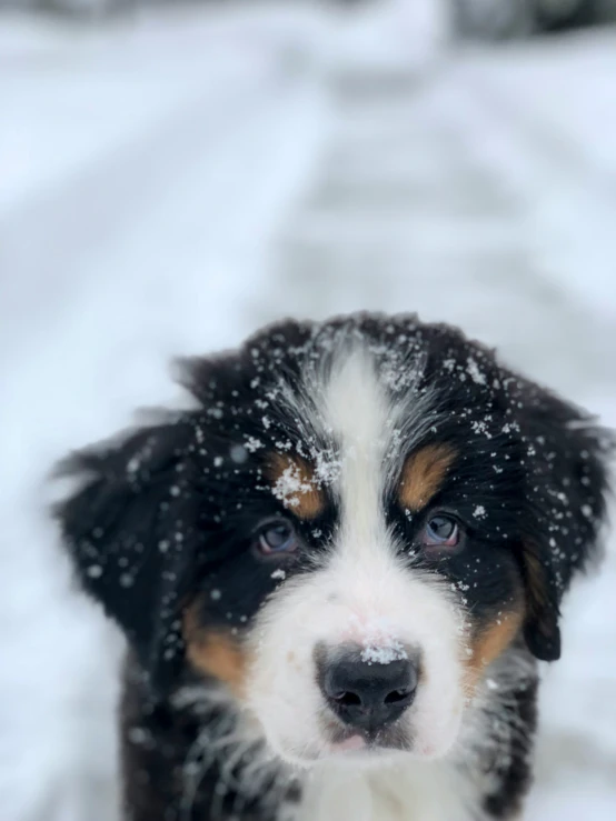 a black and brown dog standing in the snow