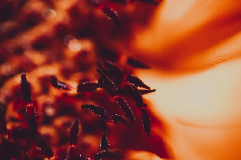 a large amount of red colored objects and small leaves