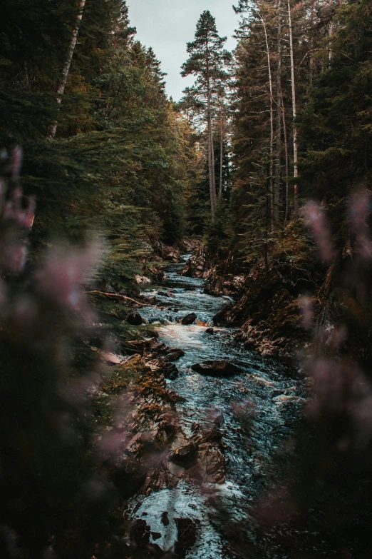 the stream runs through the forest, surrounded by tall trees