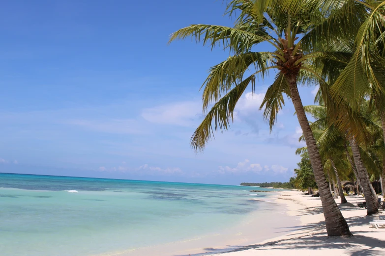 a palm tree that is standing near the water