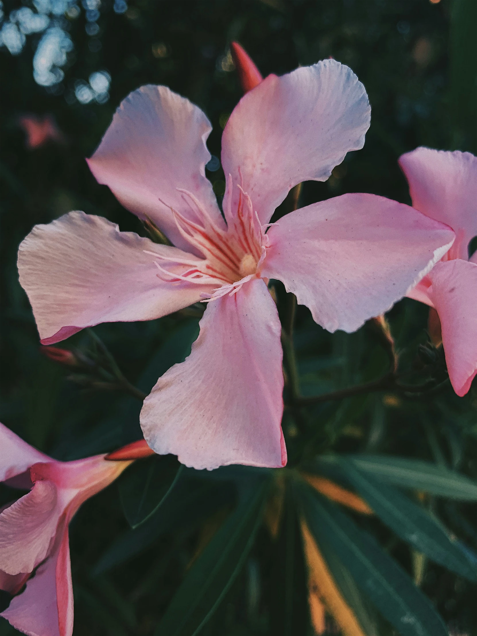 a pink flower blooming on a leafy nch