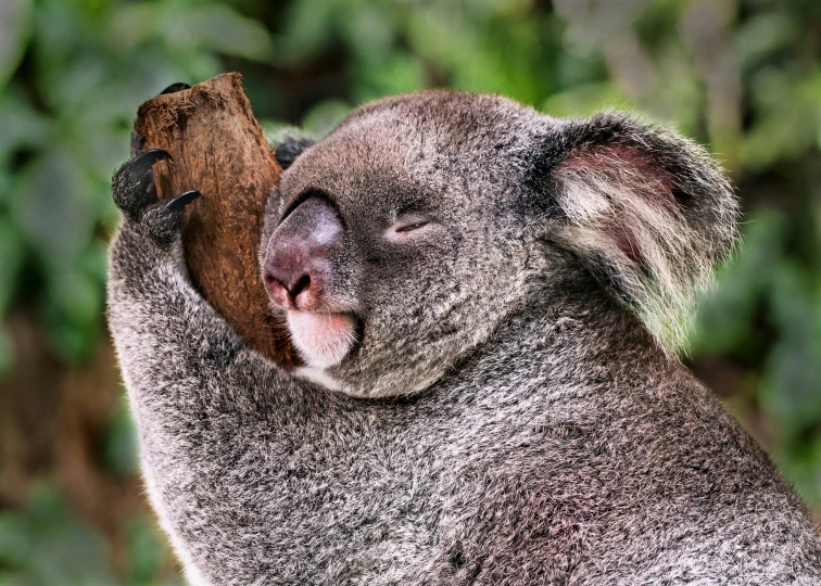 a koala is laying its head on a tree limb